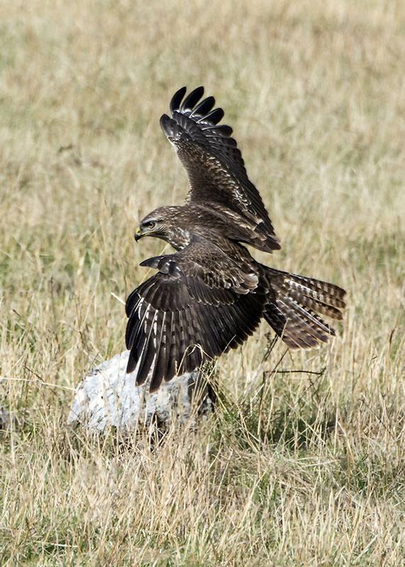 Poiana - Buteo buteo